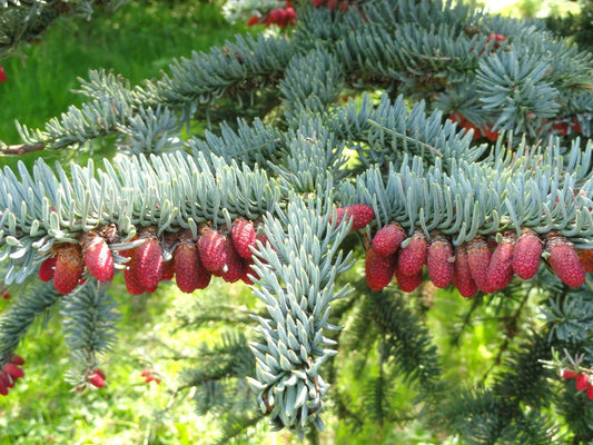 Noble Fir Seeds, 10 Pack, Abies procera, Premium Quality Evergreen Tree Seeds for Planting