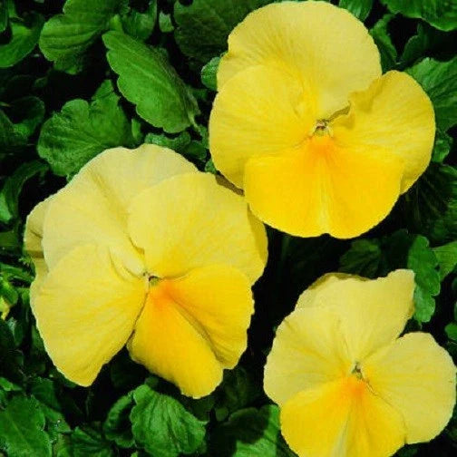 Pansy Seeds - 50 Count - Character Clear Primrose - Viola tricolor