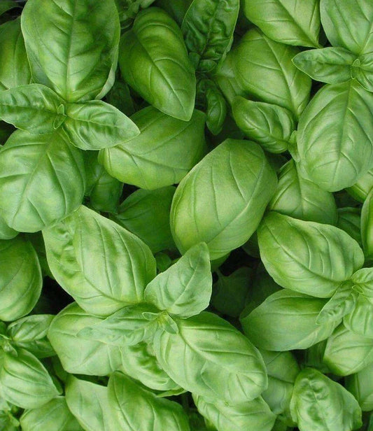 Sweet Basil Seeds 300+ Genovese Italian Culinary Herbs Ocimum basilicum - Free Shipping