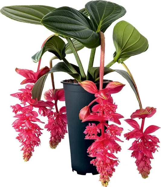 Royal Intenz Magnifica Medinilla Plant Starter - Live Well Rooted Rare Houseplant - Exotic Indoor Greenery