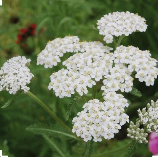 White Yarrow Seeds - 500+ Non-GMO Perennial Seeds - Achillea millefolium