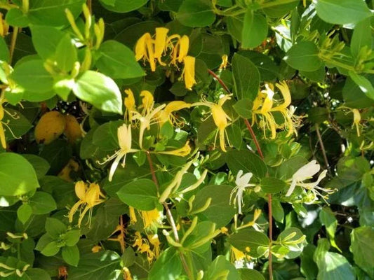 Osage Orange Tree Seeds - 20 Hedge Apple Seeds - Maclura Pomifera - Organic Seeds for Planting and Gardening
