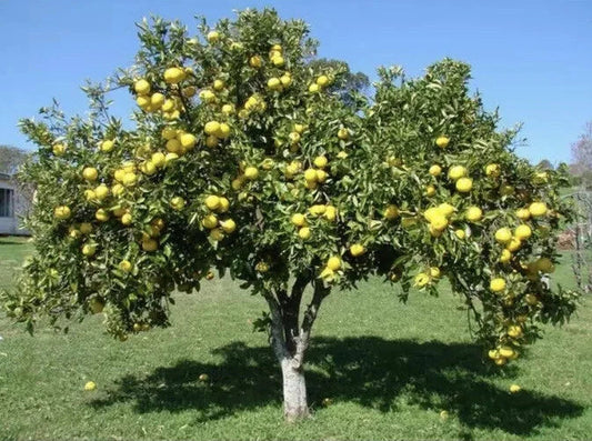 White Grape Fruit Grapefruit Tree Seedling 7-8” Live Plant - Citrus paradisi