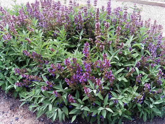 Sage Herb Seeds - 100 Seeds - Broad Leaved Culinary Variety - Salvia officinalis