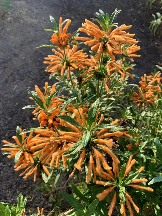 Lion's Ear Seeds - 50 Pack - Leonotis Leonurus - Wild Dagga - 2024 Harvest - USA Grown