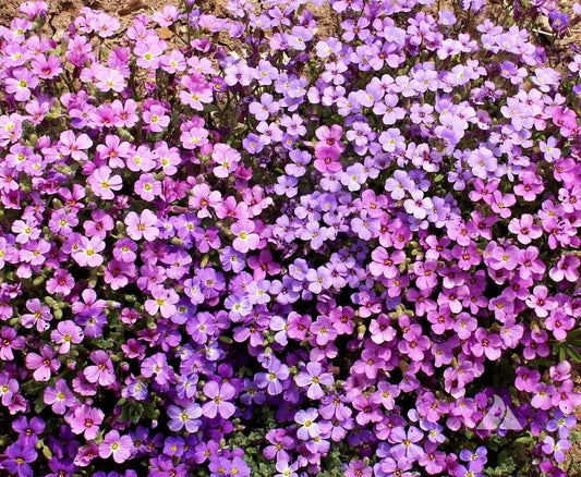 Rock Cress Seeds - 1000 Count Purple Aubrieta - Fragrant Ground Cover for Pollinators - Non-GMO