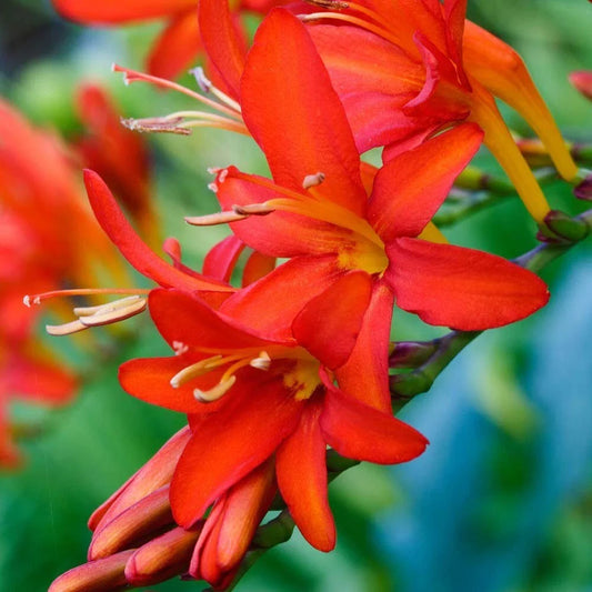 Crocosmia Bulbs - 3 Fresh Mistral Bulbs - Attracts Hummingbirds & Butterflies - Crocosmia x crocosmiiflora