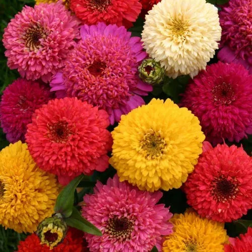 Zinnia Seeds Mix - 150+ Flower Dahlia Varieties - Annual Mixed - Zinnia elegans - USA Seller, Free Shipping