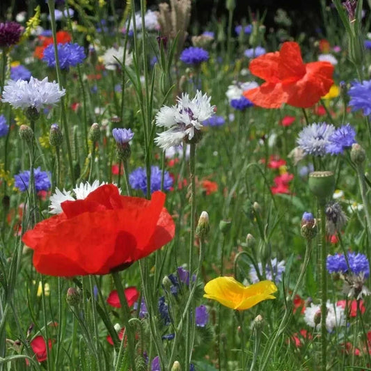 Wildflower Seeds - 500+ Bold Color Annual Blend - 10 Varieties - Easy to Grow Wildflowers for Garden and Pollinators