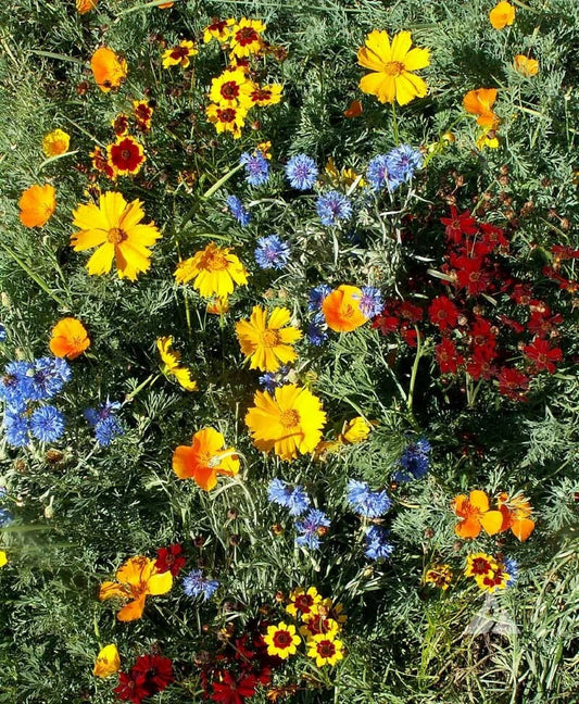 Wildflower Seed Mix - Low Growing Perennials - Non-GMO Short Flowers - 1000+ Seeds - USA Native