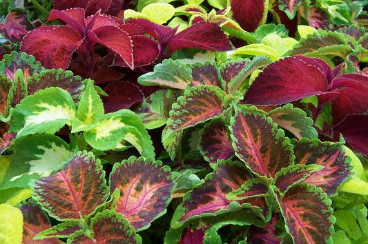 Coleus Seeds - 435 Count - Colorful Shade Foliage - Coleus Blumei - GroCo USA - Buy Any 15 Ships Free