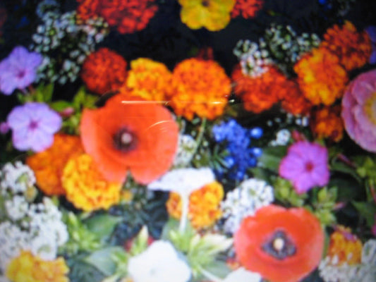 Wildflower Seed Mix - Glorious Color Blend - Dryland Wildflowers - Native Flower Seeds for Pollinators