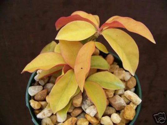 Rare Variegated Cactus Plant 4" Pot, Pereskia aculeata 'Gold Variegated', Unique Cacti for Collectors