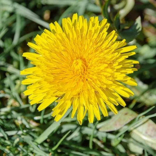 Dandelion Live Plant 3-6" Tall in 4" Pot - Taraxacum officinale - Edible Herb, Bright Yellow Flowers, Perennial