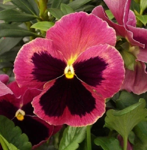 Pansy Seeds Pack - 50 Delta Premium Rose With Blotch - Violas tricolor