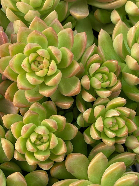 Sedum Adolphi Golden Glow 2-Inch Live Succulent Cutting | Rare, Healthy, Easy Care | Ideal for Home or Garden Decor