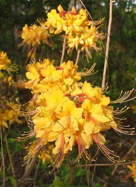 Aromi Azalea Starter Plant - Small Deciduous Rhododendron - Perfect for Gardens, Landscapes, and Containers