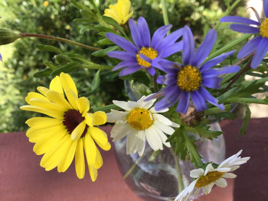 Daisy Seed Mix, 100 Seeds, Pastel Blue Yellow White, Bellis perennis
