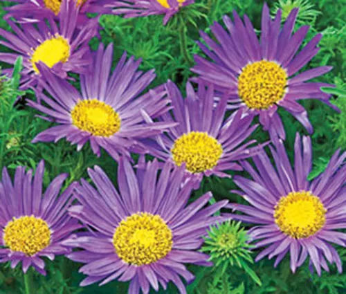 Tahoka Daisy Seeds - 150 Seeds - Prairie Aster Blue - Machaeranthera tanacetifolia - Free Shipping on 15+