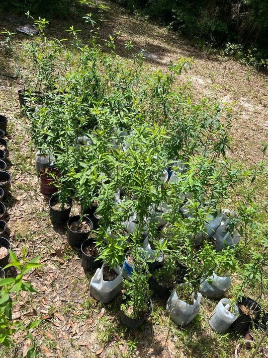 Peach Tree Live Plant - Common Grandfather Variety - Prunus persica