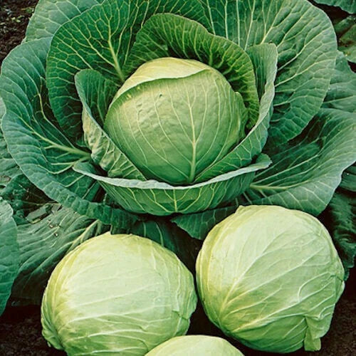 500+ Cabbage Seeds - Early Round Dutch Heirloom Non-GMO - Fresh Brassica oleracea
