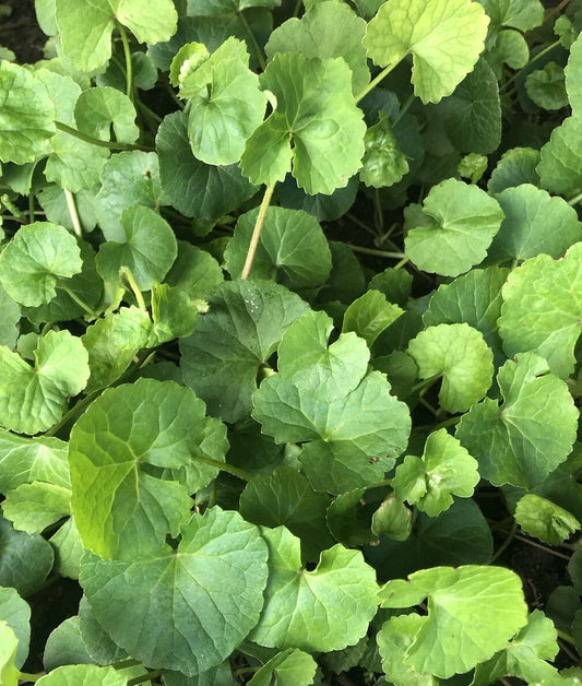 Pennywort Gotu Kola Bare Root Live Plants 10pcs (Centella Asiatica) for Gardening, Herbal Remedies, and Indoor Decor