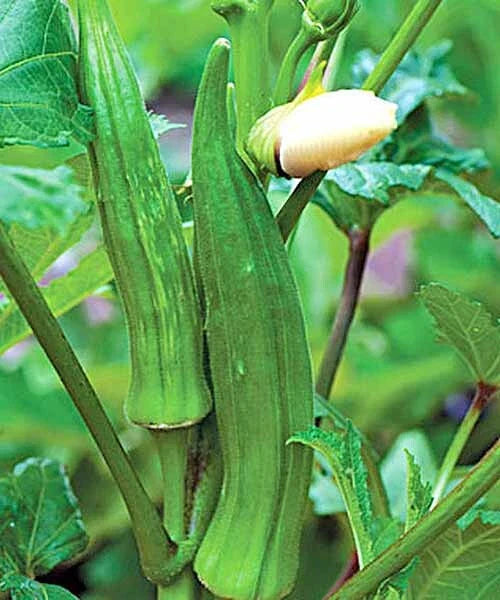 Okra Seeds - 50+ Clemson Spineless Variety - Super Healthy Vegetable Seeds - USA Grown