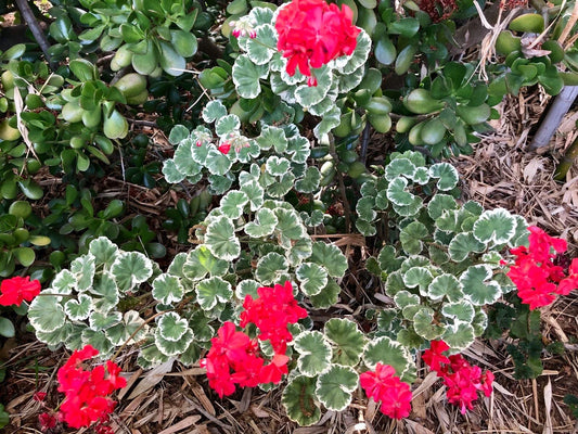 Variegated Pelargonium Zonal Geranium Live Plant 6" Starter Cutting - RARE Variety