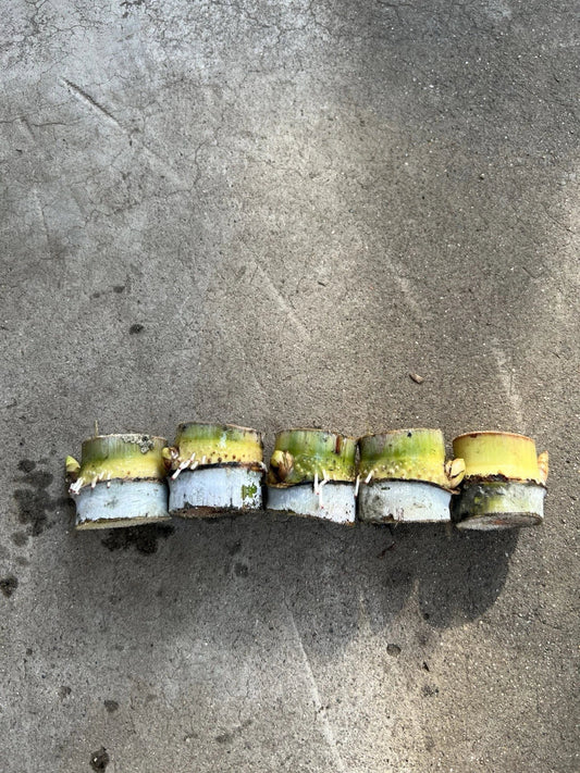 Rooted Sugarcane Cuttings - Tropical Live Plant - Ready to Plant - Saccharum officinarum