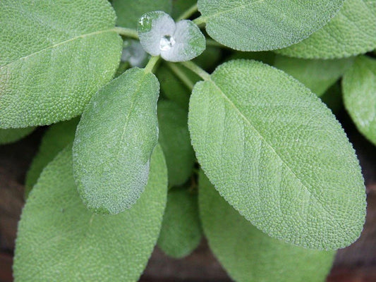 Non-GMO Broadleaf Sage Seeds, Culinary Herb Seeds for Garden, Salvia officinalis, Tracking Included