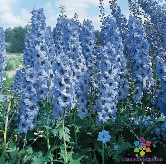 Pacific Giant Blue Jay Delphinium Seeds - 200+ Seeds for Garden - Delphinium elatum - USA Grown, Free Shipping