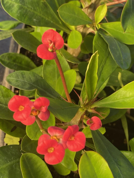 Crown of Thorns Plant, 1 Rooted Cutting, Red Flowers, Euphorbia Milii, Blooming Succulent, Bare Root Cactus, Care Instructions Included