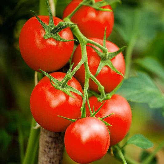 Moneymaker Vine Tomato Seeds | Indeterminate Cordon Stake Tomatoes | Solanum lycopersicum | 2025 Planting