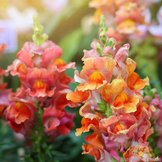 Rocket Bronze Snapdragon Seeds - 1000+ Count - Garden Planting - Antirrhinum majus - USA