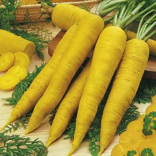 Solar Yellow Carrot Seeds - Colorful NON-GMO Variety - Daucus carota - Free Shipping