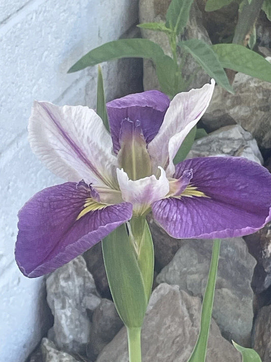 Live Bi-Color Louisiana Iris Aquatic Marginal Pond Plant - Colorific Variety (Iris hexagona)