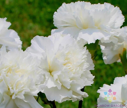 White Grenadin Carnation Seeds - 200+ Count - Garden Planting - Dianthus caryophyllus - USA
