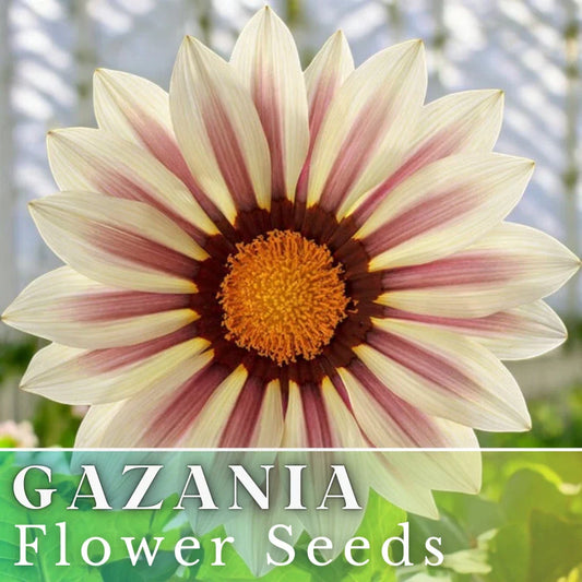 Gazania Seeds - 75+ Vanilla Charm - Fragrant Non-GMO Flower Seeds - Ideal for Gardens and Containers