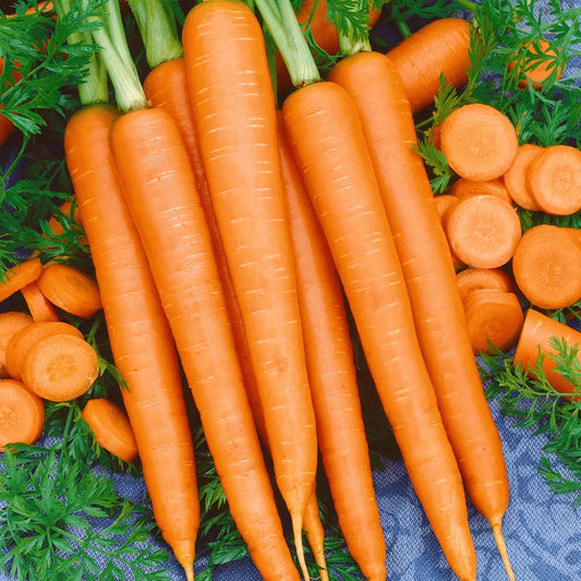 Imperator-58 Carrot Seeds - Non-GMO Fresh Garden Seeds, Daucus carota, USA