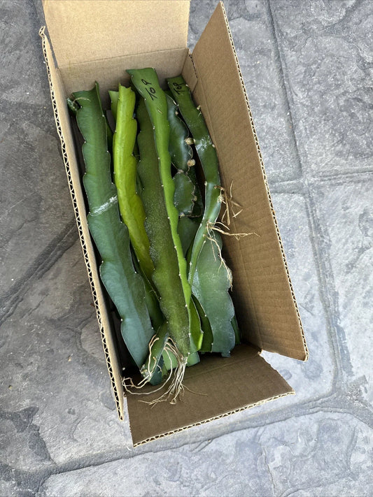 Organic Dragon Fruit Cuttings 8-12 Inches Long - Hylocereus Undatus - Perfect for Home Gardening and Sustainable Planting