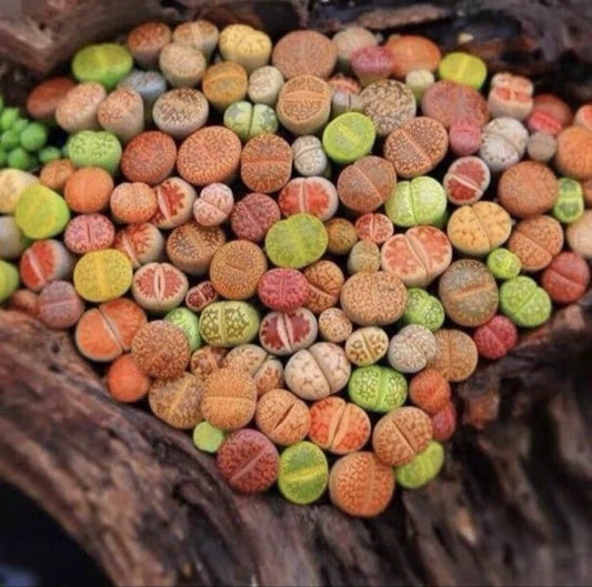 Lithops Living Stones - 10 Pc Random Mix - Succulent Plants - Bare Root - Unique Desert Plants