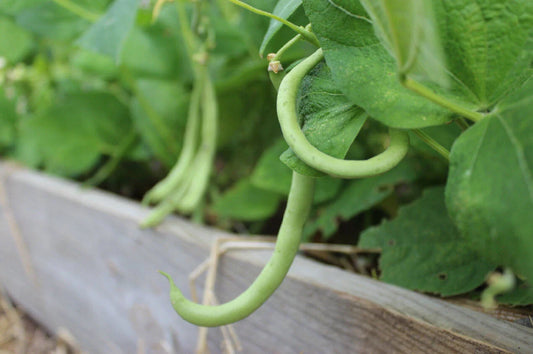 Contender Bush Green Bean Seeds, NON-GMO, Early Harvest, Stringless, Phaseolus vulgaris, Free Shipping