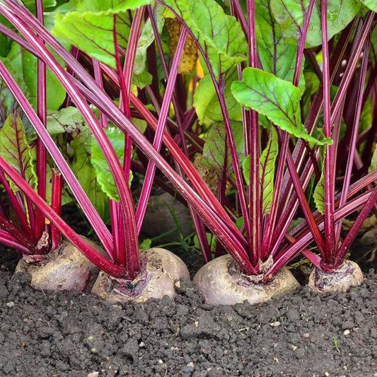 Detroit Dark Red Beet Seeds - Ruby Red Variety - Harvard Blood - Non-GMO, Heirloom, Ideal for 2025 Planting