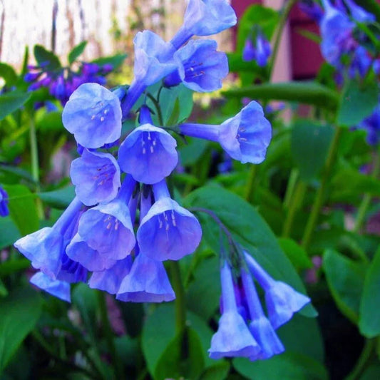 Virginia Bluebell Root Systems - 12 Bare Root, Bell Shaped Flowers, Convallaria majalis, Perennial Garden Plants