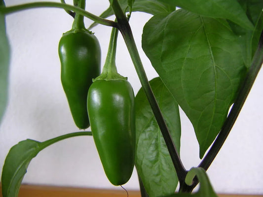 Jalapeno Pepper Seeds - 300 Non-GMO Hot Spicy Vegetable Seeds - Capsicum annuum - USA Seller - Free Shipping
