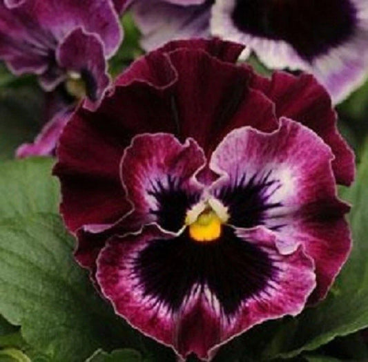 Pansy Seeds 50 Count Frizzle Sizzle Raspberry Flower Seeds (Viola tricolor var. hortensis)