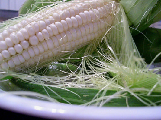 Silver Queen Sweet Corn Seeds, F1 Hybrid, White Sweet Corn, Zea mays, Non-GMO, Garden Seeds, Free Shipping