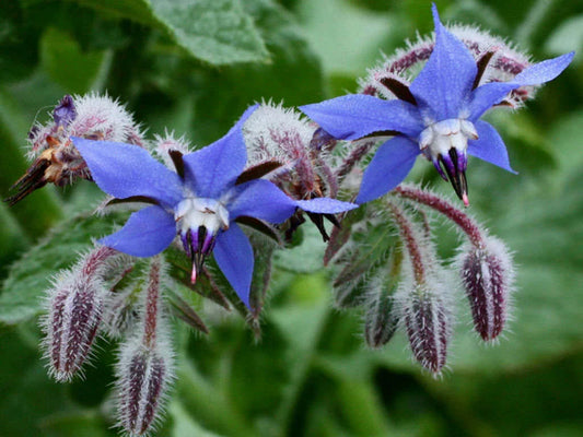 Borage Seeds 50 Ct - Common Herb Flower, Deer Resistant - Borago officinalis - USA Seller, Free Shipping