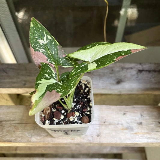 Syngonium Red Spot Tricolor Houseplant in 3 Inch Pot - Rooted Indoor Plant Decoration (Syngonium podophyllum)