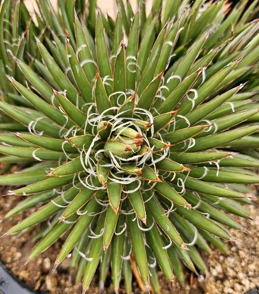 Agave Parviflora Plant, 4-6" Bare Root Succulent, Drought-Tolerant Houseplant, Ideal for Indoor or Outdoor Gardens